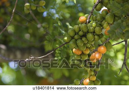 Picture - Hog Plums. Fotosearch