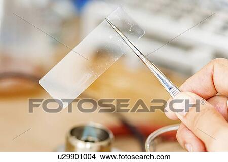 Holding microscope slide over flame View Large Photo Image Picture - Holding microscope slide over flame. Fotosearch
