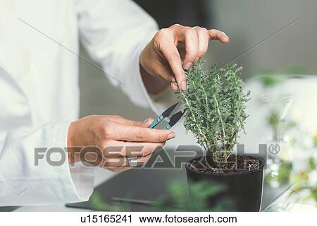 Stock Image - Homeopath preparing herbal remedies. Fotosearch