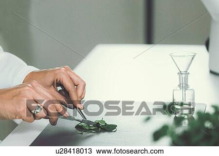 Homeopath preparing herbal remedies View Large Photo Image Stock Image - Homeopath preparing herbal remedies. Fotosearch