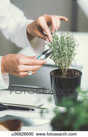 Stock Image - Homeopath preparing herbal remedies. Fotosearch
