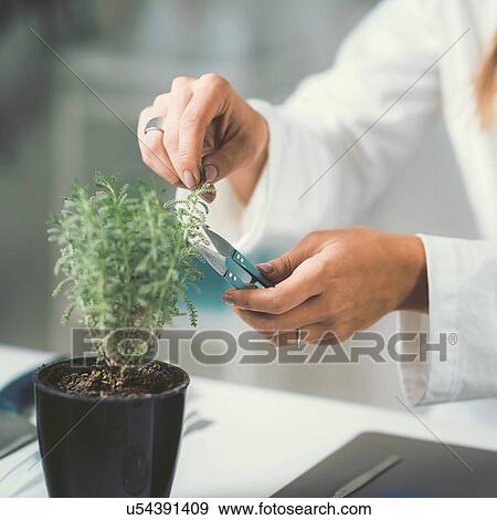 Stock Photo - Homeopath preparing herbal remedies. Fotosearch