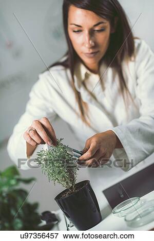 Stock Photo - Homeopath preparing herbal remedies. Fotosearch