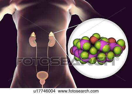 Hormone cortisol molecule and adrenal gland, illustration View Large Photo Image Picture - Hormone cortisol molecule and adrenal gland, illustration. Fotosearch