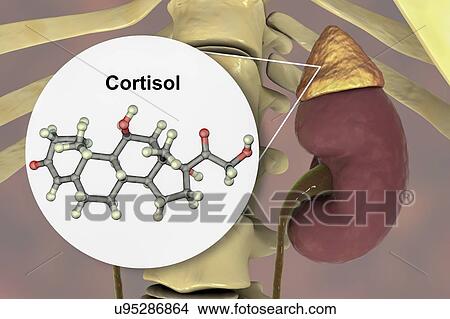 Hormone cortisol molecule and adrenal gland, illustration View Large Photo Image Picture - Hormone cortisol molecule and adrenal gland, illustration. Fotosearch