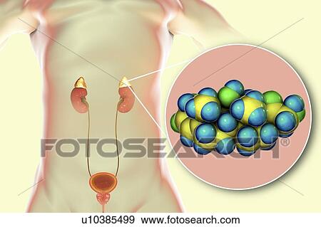 Hormone cortisol molecule and adrenal gland, illustration View Large Photo Image Stock Photo - Hormone cortisol molecule and adrenal gland, illustration. Fotosearch