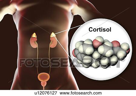Hormone cortisol molecule and adrenal gland, illustration View Large Photo Image Stock Photo - Hormone cortisol molecule and adrenal gland, illustration. Fotosearch