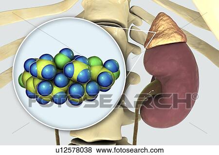 Hormone cortisol molecule and adrenal gland, illustration View Large Photo Image Stock Photo - Hormone cortisol molecule and adrenal gland, illustration. Fotosearch