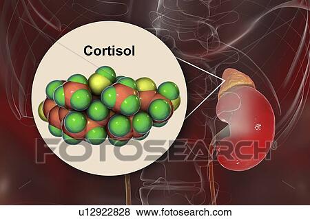Hormone cortisol molecule and adrenal gland, illustration View Large Photo Image Stock Photo - Hormone cortisol molecule and adrenal gland, illustration. Fotosearch