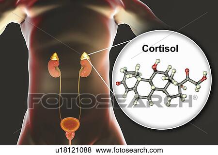 Stock Photo - Hormone cortisol molecule and adrenal gland, illustration. Fotosearch