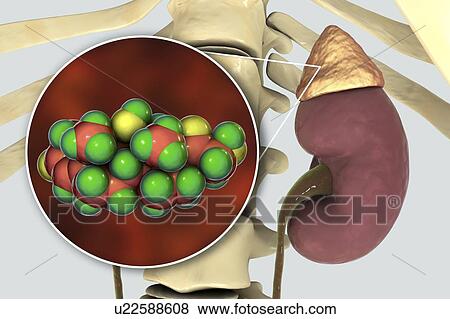 Hormone cortisol molecule and adrenal gland, illustration View Large Photo Image Stock Photo - Hormone cortisol molecule and adrenal gland, illustration. Fotosearch