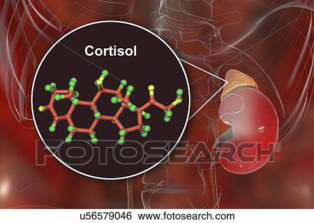 Hormone cortisol molecule and adrenal gland, illustration View Large Photo Image Stock Photograph - Hormone cortisol molecule and adrenal gland, illustration. Fotosearch
