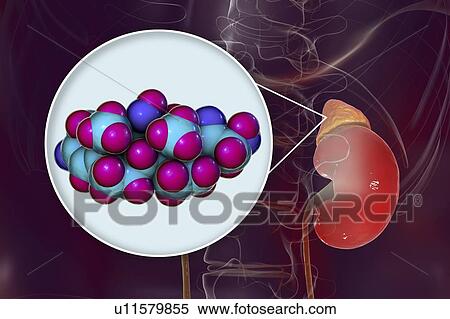 Hormone cortisol molecule and adrenal gland, illustration View Large Photo Image Stock Photography - Hormone cortisol molecule and adrenal gland, illustration. Fotosearch