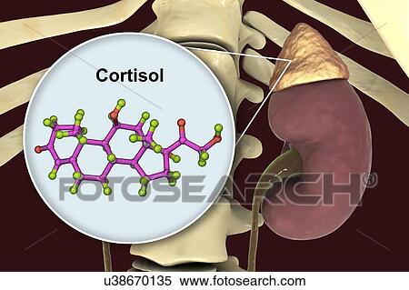 Stock Photography - Hormone cortisol molecule and adrenal gland, illustration. Fotosearch