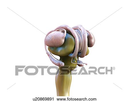 Stock Image - Human brain anatomy, illustration.. Fotosearch