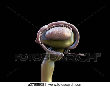 Stock Image - Human brain anatomy, illustration.. Fotosearch