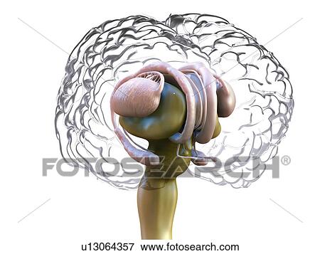 Human brain anatomy, illustration. View Large Photo Image Stock Photo - Human brain anatomy, illustration.. Fotosearch