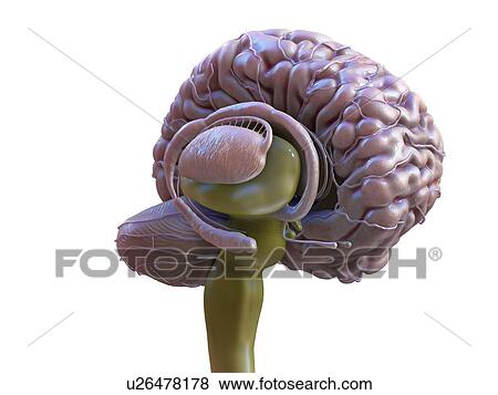 Stock Photo - Human brain anatomy, illustration.. Fotosearch