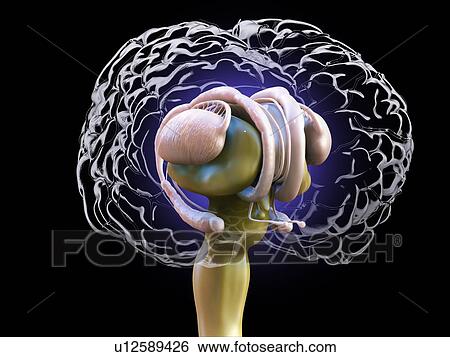 Human brain anatomy, illustration. View Large Photo Image Stock Photograph - Human brain anatomy, illustration.. Fotosearch