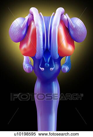 Stock Photography - Human brain anatomy, illustration.. Fotosearch
