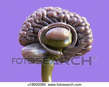 Human brain anatomy, illustration. View Large Photo Image Stock Photography - Human brain anatomy, illustration.. Fotosearch