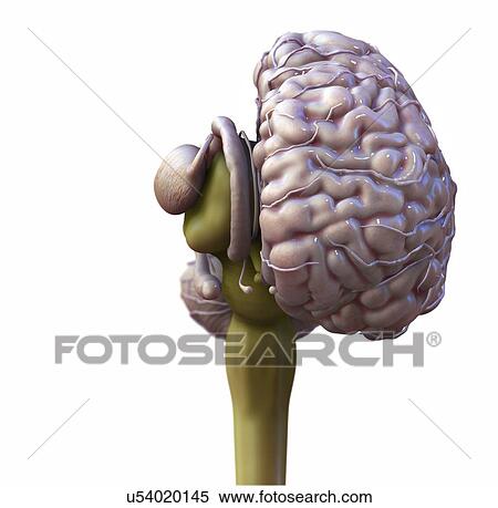 Stock Photography - Human brain anatomy, illustration.. Fotosearch