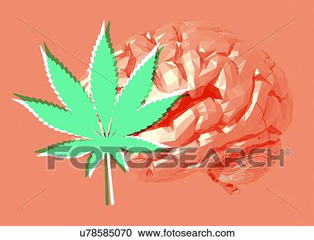 Stock Image - Human brain and cannabis leaf, illustration.. Fotosearch
