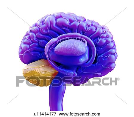 Human brain cerebellum, illustration. View Large Photo Image Stock Photo - Human brain cerebellum, illustration.. Fotosearch