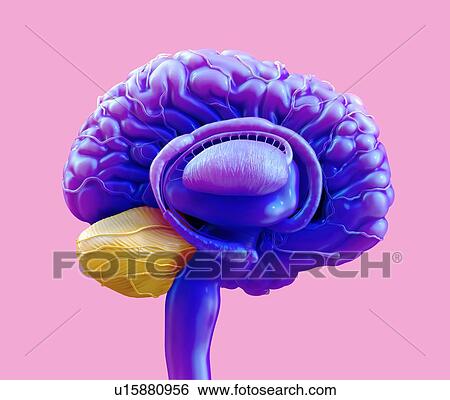 Human brain cerebellum, illustration. View Large Photo Image Stock Photograph - Human brain cerebellum, illustration.. Fotosearch