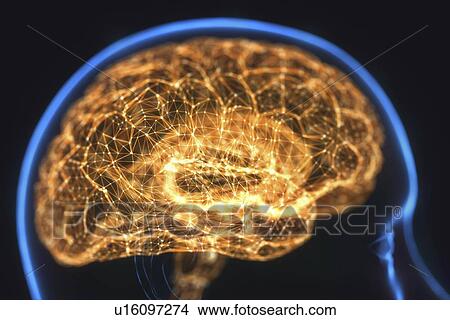 Human brain, computer illustration. View Large Photo Image Picture - Human brain, computer illustration.. Fotosearch