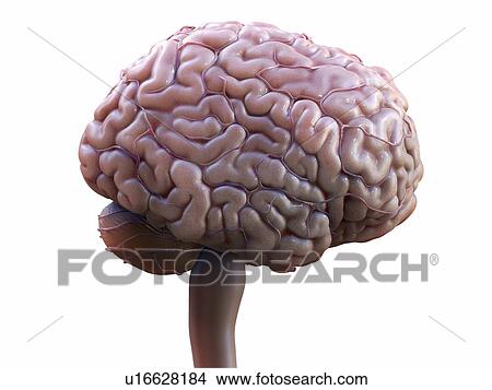 Human brain, illustration. View Large Photo Image Picture - Human brain, illustration.. Fotosearch