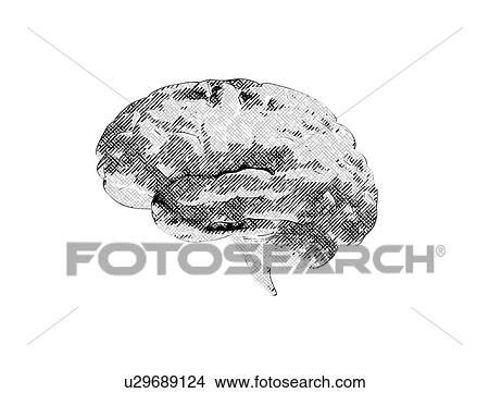 Picture - Human brain, illustration. Fotosearch