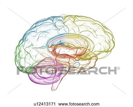 Stock Image - Human brain, illustration. Fotosearch