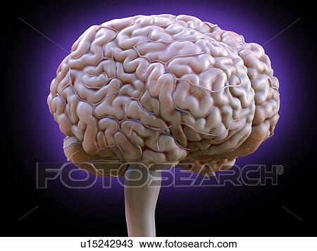 Stock Image - Human brain, illustration.. Fotosearch