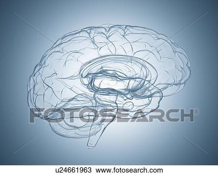 Stock Image - Human brain, illustration. Fotosearch