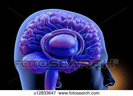 Human brain, illustration. View Large Photo Image Stock Photo - Human brain, illustration.. Fotosearch