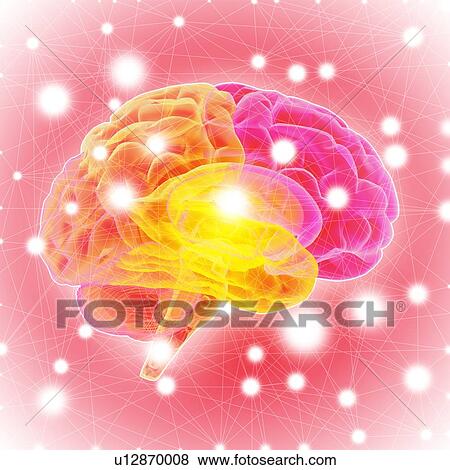 Stock Photo - Human brain, illustration.. Fotosearch