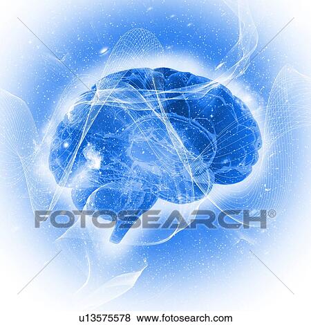 Stock Photo - Human brain, illustration.. Fotosearch