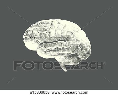 Stock Photo - Human brain, illustration. Fotosearch
