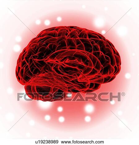 Stock Photo - Human brain, illustration.. Fotosearch
