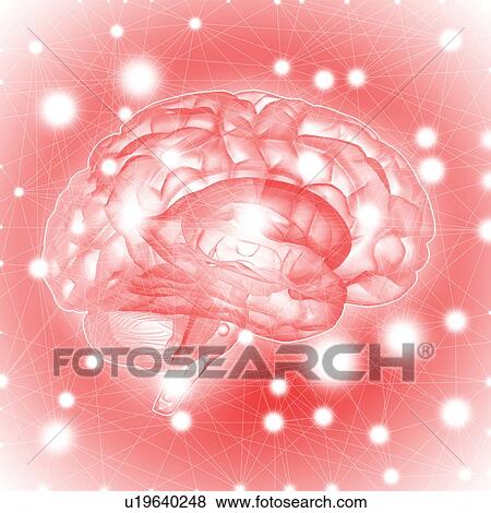Stock Photo - Human brain, illustration.. Fotosearch