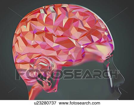 Stock Photo - Human brain, illustration. Fotosearch