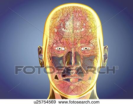Human brain, illustration View Large Photo Image Stock Photo - Human brain, illustration. Fotosearch