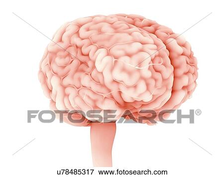 Stock Photo - Human brain, illustration.. Fotosearch