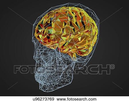 Stock Photo - Human brain, illustration. Fotosearch