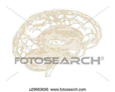 Stock Photograph - Human brain, illustration. Fotosearch