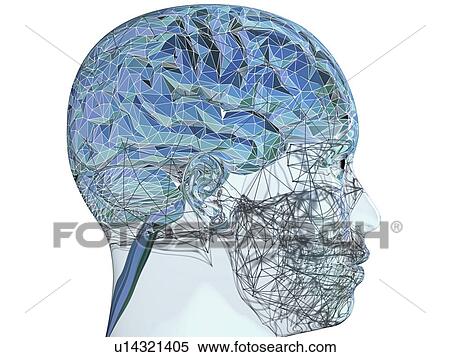 Stock Photography - Human brain, illustration. Fotosearch