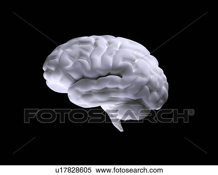 Human brain, illustration View Large Photo Image Stock Photography - Human brain, illustration. Fotosearch