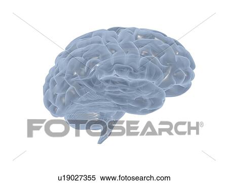 Stock Photography - Human brain, illustration. Fotosearch