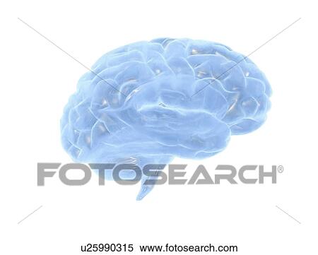 Stock Photography - Human brain, illustration. Fotosearch